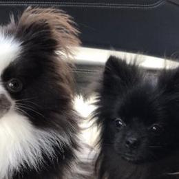 Pomeranians from Mimi’s Poms