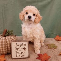 Dustin - Apricot male Poodle puppy in Blanch, North Carolina from Faithful Hearts Kennel