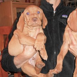 Vizsla Puppies from Mill Pond Farm Vizslas