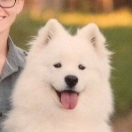 Ginny - Samoyed