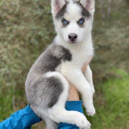 Pomsky Puppies from Brent Bauer