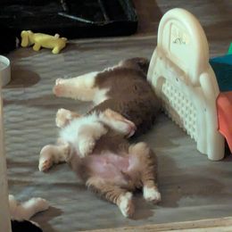 Australian Shepherd Puppies from Brewedstone Australian Shepherds