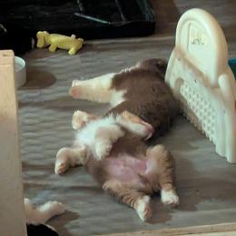 Australian Shepherd Puppies from Brewedstone Australian Shepherds
