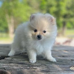 Daisy - Cream parti female Pomeranian puppy in Stuart, Virginia from Lil Aussie Posse