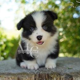 Felix (Tri Fluff) - Black and tan male Pembroke Welsh Corgi puppy in Straughn, Alabama from Magnolia Creek Corgis
