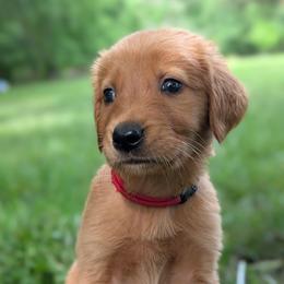 Red - Dark golden male Golden Retriever puppy in Midland, North Carolina from Alger Farm, LLC