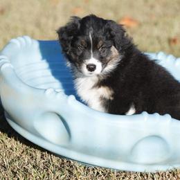 BTM1 - Black tri-color male Australian Shepherd puppy in Warm Springs, Georgia from Out West Aussies