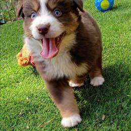 Short Red Socks aka Steve - Red tri-color male Australian Shepherd puppy in Sparta, Tennessee from SugarWood Australian Shepherds
