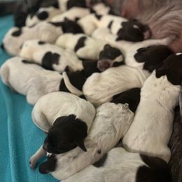 Wirehaired Pointing Griffon Puppies from Ashli Hall