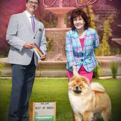 Chow Chow All Grown Up from Cameo Chows