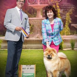 Chow Chow All Grown Up from Cameo Chows