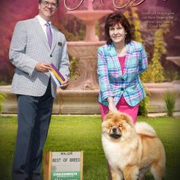 Chow Chow All Grown Up from Cameo Chows