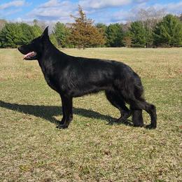 Alexandra - German Shepherd