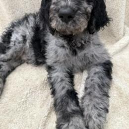 Blue Boy - Merle male Labradoodle puppy in Ukiah, California from LG Labradoodles