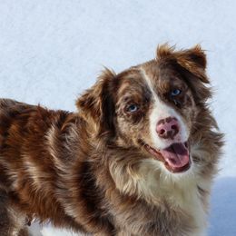 Australian Shepherds from Lil’ Town Aussies
