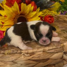 Missy - Black gold and white female Shih Tzu puppy in Elgin, South Carolina from Silver Bells Paw Prints