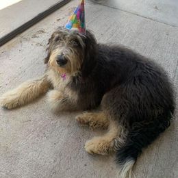 Bernedoodle All Grown Up from The Lawles Boys Bernedoodles