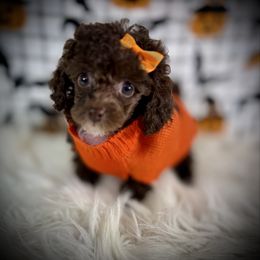 Lil Pippin - Brown male Poodle puppy in Newcomerstown, Ohio from Sheri’s Lil Angel’s
