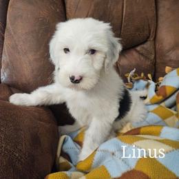 Linus - Black and white male Sheepadoodle puppy in Farley, Iowa from Iowa's Doodle Co.