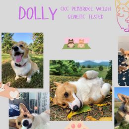 Dolly - Pembroke Welsh Corgi
