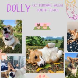 Dolly - Pembroke Welsh Corgi