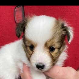 Daisy - Shetland Sheepdog