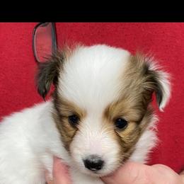 Daisy - Shetland Sheepdog
