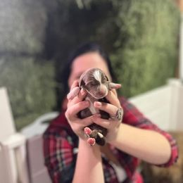 Australian Shepherd and Miniature Australian Shepherd Puppies from Renegade Point Stock Dogs