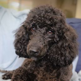 Zelda - Goldendoodle