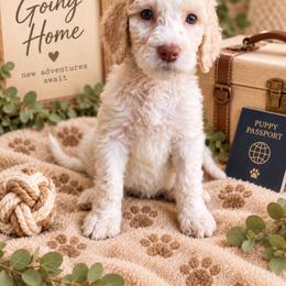 Light Purple - Apricot female Labradoodle puppy in Ellenwood, Georgia from Four Paws Down