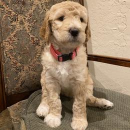 Cinderella - Cream female Double Doodle puppy in Spring, Texas from Dream Doodles HTX