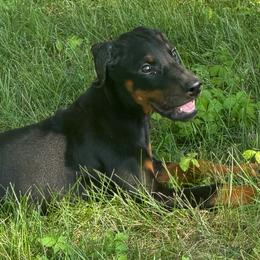 Zara - Black and rust female Doberman Pinscher puppy in Peru, Indiana from De luxe dobermans