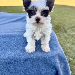 Coco - Chocolate, tan and white female Yorkshire Terrier puppy in Winder, Georgia from Hause of Vang Kennels