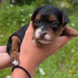 Thursday - Black and tan female Yorkipoo puppy in Coshocton, Ohio from Forever Family Puppies