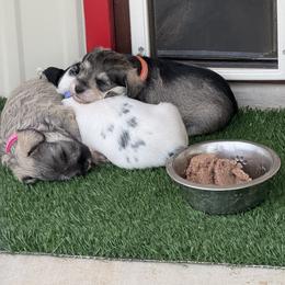 Border Collie and Miniature Schnauzer Puppies from Circle R Sidney