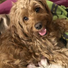 Daisy - Goldendoodle