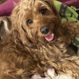 Daisy - Goldendoodle