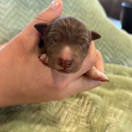 Trooper - Red male Border Collie puppy in North Lakeport, California from Wild Rose Ranch