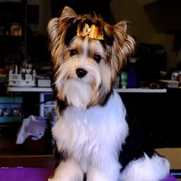 Loki - Biewer Terrier