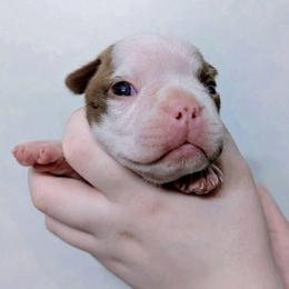 Baby Reba - Seal and white female Boston Terrier puppy in Kingsport, Tennessee from Sleepwalker Bostons
