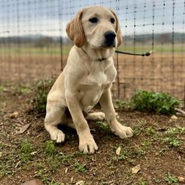 Hank - Yellow male Labrador Retriever puppy in Boerne, Texas from Limestone Labradors