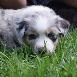 Australian Shepherd Puppies from Glacier Aussies