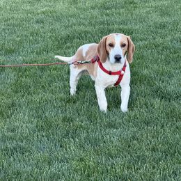 Rocky - Beagle