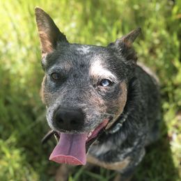 Cash  - Australian Cattle Dog