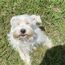 Miniature Schnauzer All Grown Up from Shuna Oliver
