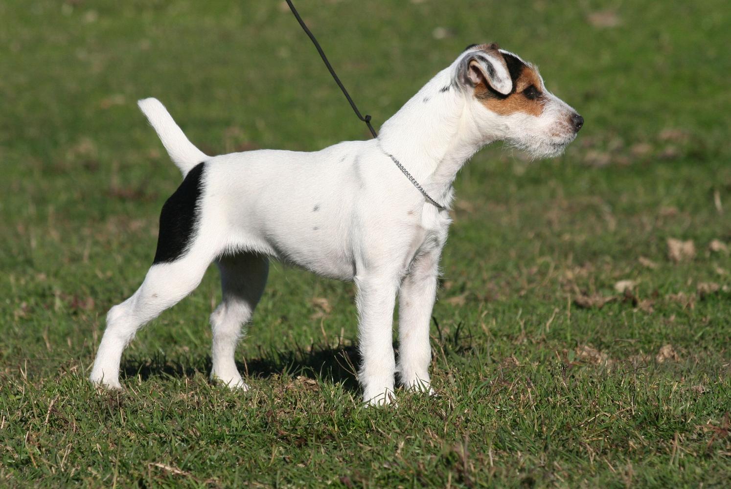 A Jack Russell Terrier stands in the grass