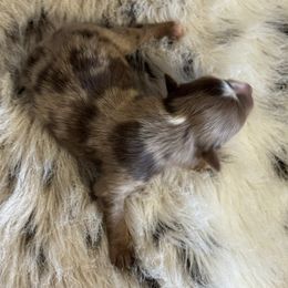 Red Merle 1 - Red merle male Toy Australian Shepherd puppy in Stephenville, Texas from Rockin J Lil Aussies