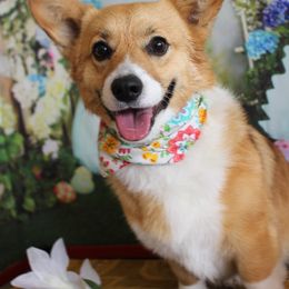 Midge - Pembroke Welsh Corgi