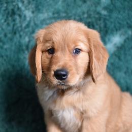 Churro (Green Collar Boy) - Dark golden male Golden Retriever puppy in Peoria, Arizona from Dani’s Dawgs