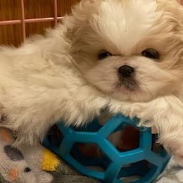 Pekingese Puppies from Blue Rage Pekes